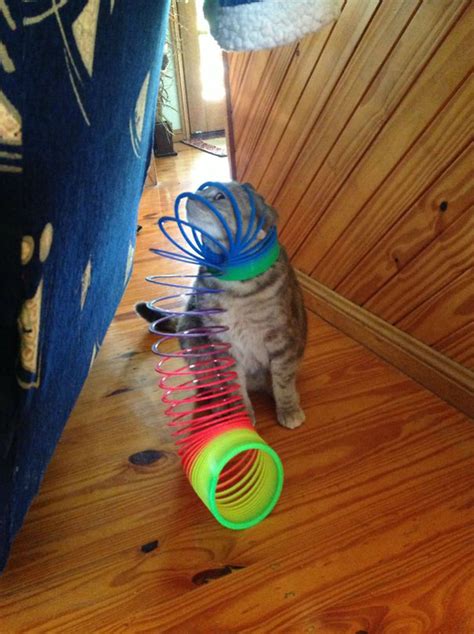 10+ Cats Who Immediately Regretted Their Poor Life Choices