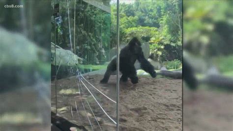 Gorilla exhibit at San Diego Zoo temporarily closed after aggressive ...