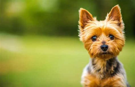 Silky Terrier - Temperament, Health, History and More