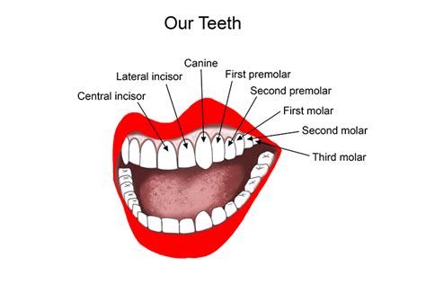 Diagram of teeth, incisor canine molar premolar