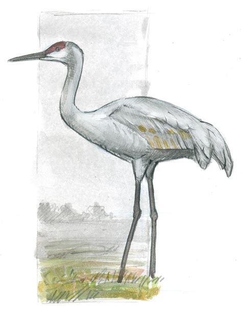 How to Draw a Sandhill Crane: Basic Lines | Bird drawings, Heron art, Crane drawing