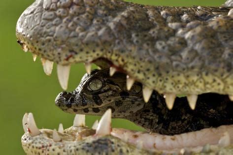 'Broad Snouted Caiman (Caiman Latirostris) Baby In Mothers Mouth Being Carried From The Nest ...