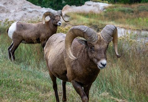 The 4 Best Things To Do In Badlands National Park, South Dakota