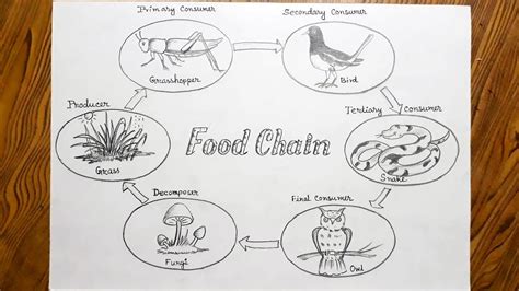 Food Chain Drawing Easy Step By Step How To Draw A Food Chain For Evs | The Best Porn Website