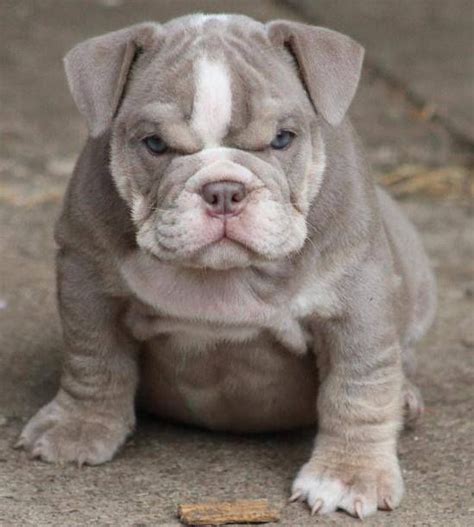 1000+ images about French Bulldog mix on Pinterest | Chihuahuas, Chow chow and Poodles