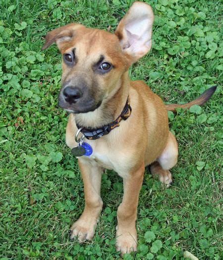 Rhodesian Ridgeback German Shepherd Mix Puppies For Sale - Pets Lovers