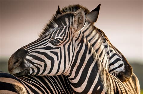 Why do zebras have stripes? They make bad landing strips for flies