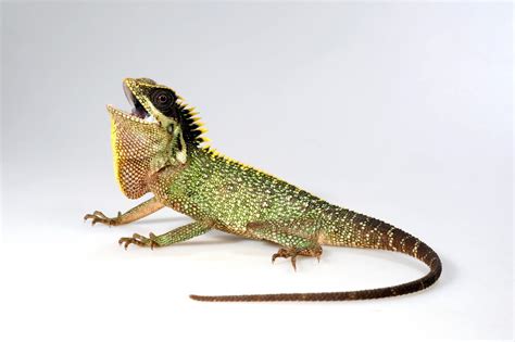 12 Reptiles That Can Live In A 100-Gallon Tank Forever - Reptile Craze