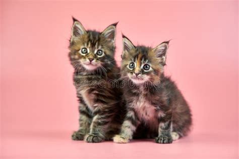 Maine Coon Tortoiseshell Kittens Stock Photo - Image of confused, funny ...