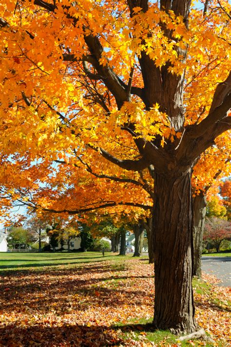 Maple Tree Identification & Mapping | Blain's Farm & Fleet Blog