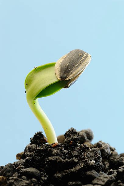 100+ Sunflower Seed Germination Stock Photos, Pictures & Royalty-Free ...