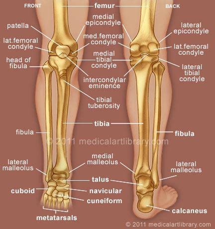 Leg Bones - Medical Art Library