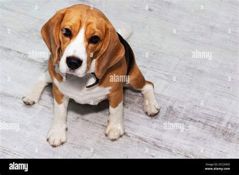 Fat beagle hi-res stock photography and images - Alamy