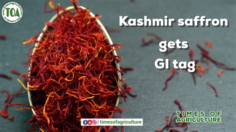 Kashmir Saffron gets GI tag - TIMES OF AGRICULTURE