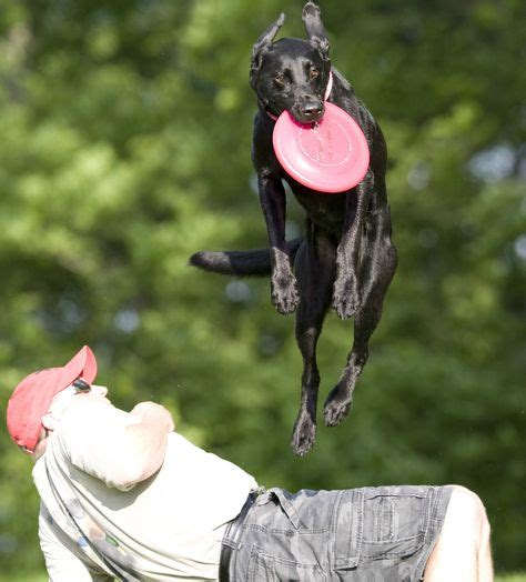 39 Frisbee dog ideas | dogs, disc dogs, sporting dogs