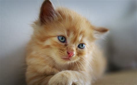 Download wallpaper 1680x1050 cute, kitten, blue eyes, adorable, 16:10 ...