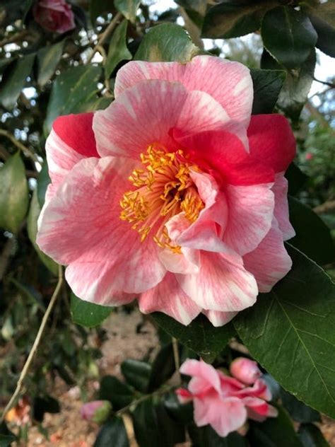 Quick deliveryShade and soil are key to caring for your camellias ...