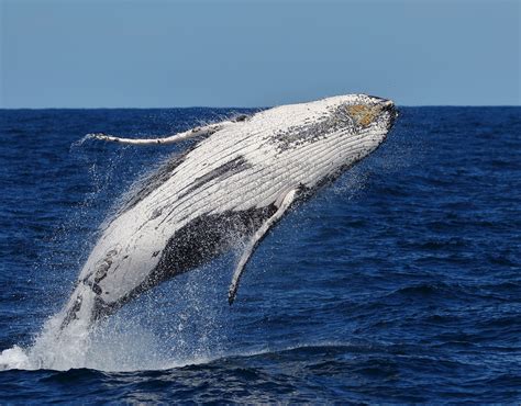 Jervis Bay Whale Watching | Wheeleasy