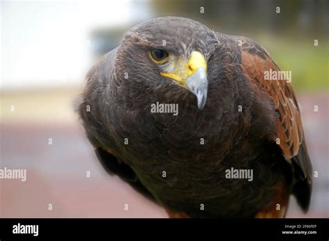 Golden Eagle, Scotland Stock Photo - Alamy