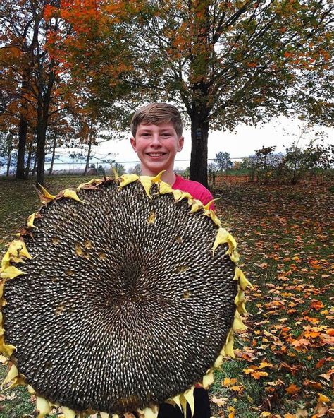 🌻 This is the result of saving the seeds from his biggest sunflower each year. This sunflower ...