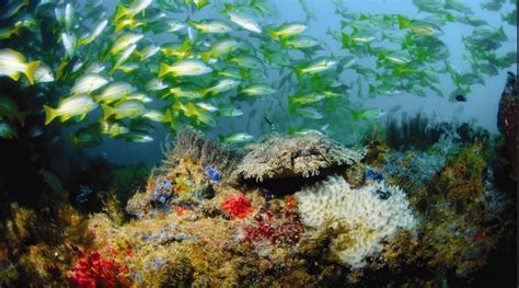 Ningaloo Reef Snorkel Adventure - Australia Liveaboard