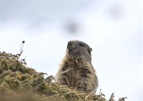 Marmot Behavior - AnimalBehaviorCorner