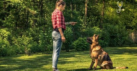 How To Start German Shepherd Obedience Training | Veterinary Articles