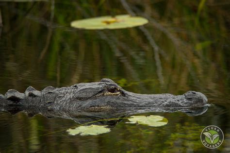 everglades-national-park-alligator-04 - Vegan Voyagers