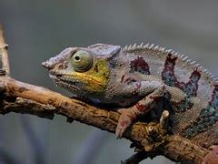 Free photo: Chameleon, Zoo, Reptile, Lizard - Free Image on Pixabay - 200319