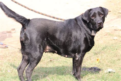 The Female Black Labrador Dog . Stock Image - Image of friendly, female ...