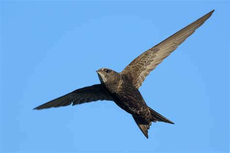 Common,Swift,(bird),Isolated,On,Blue,Sky. | Good Nature Travel Blog