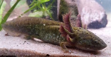 Is this an axolotl or a tiger salamander larvae? : herpetoculture