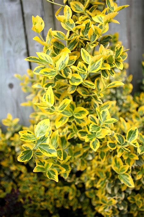 31 best Flowering Shrubs For Shady Areas images on Pinterest | Garden ...