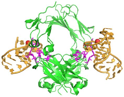 IJMS | Free Full-Text | Characterization of Aptamer-Protein Complexes by X-ray Crystallography ...