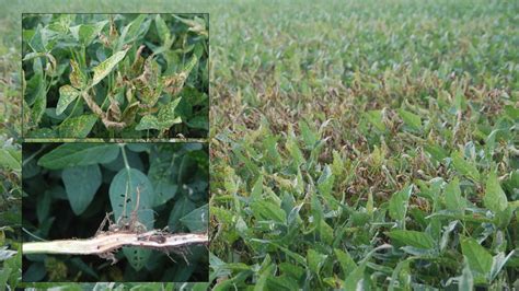 Soybean Disease Update: July 1, 2017 | Mississippi Crop Situation