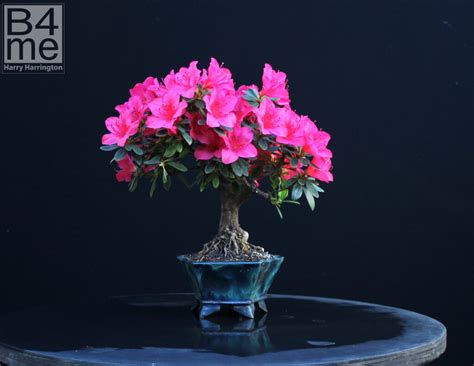 Rhododendron species/ Azalea Bonsai – Bonsai4Me