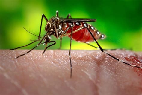 Why do only female mosquitoes bite? - Revista Mètode