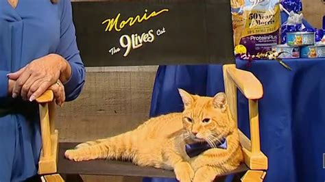 9 Lives Morris the cat celebrates 50th anniversary | Cat celebrating ...