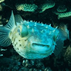 Pufferfish Knitted Toy Underwater GIF | GIFDB.com