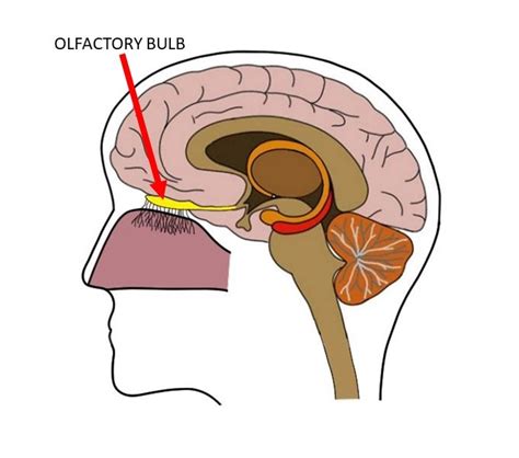 Know your brain: Olfactory bulb — Neuroscientifically Challenged