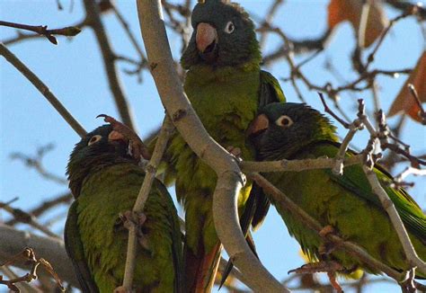 Cotorra de cabeza azul (Thectocercus acuticaudata) en Barcelona – El desinsectador y desratizador