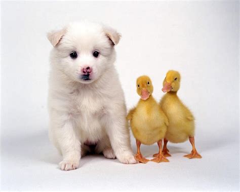 Free National Geographic Pix: domestic animals pictures free pictures 2011