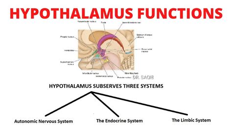 Hypothalamus Function | Autonomic nervous system, Endocrine system, Limbic system