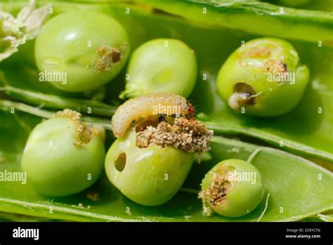 Pea moth larvae close up hi-res stock photography and images - Alamy