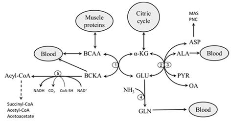 Nutrients | Free Full-Text | Why Are Branched-Chain Amino Acids ...