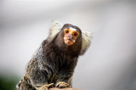 common marmoset (Callithrix jacchus) - ZooChat