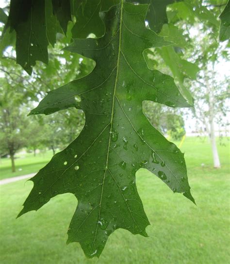 Quercus rubra | Tree Species Selector (Alberta)