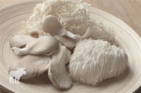 How To Cook Lion's Mane Mushrooms? — Forest Wildlife