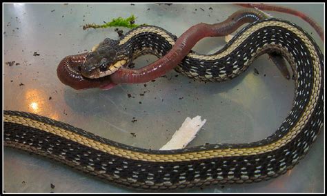 kingsnake.com photo gallery > Garter Snakes > Eating a worm