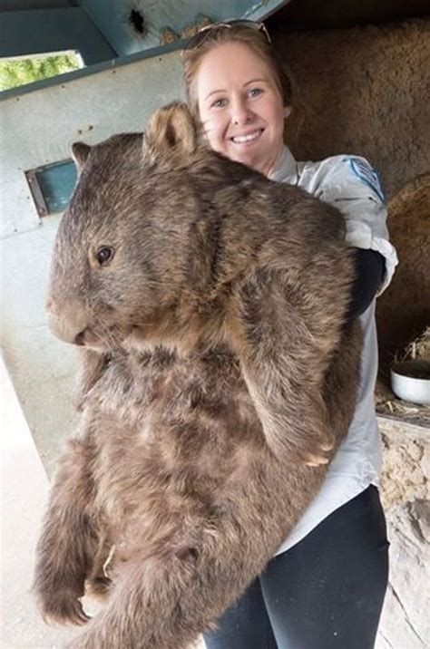 Conoce al wombat más longevo del mundo